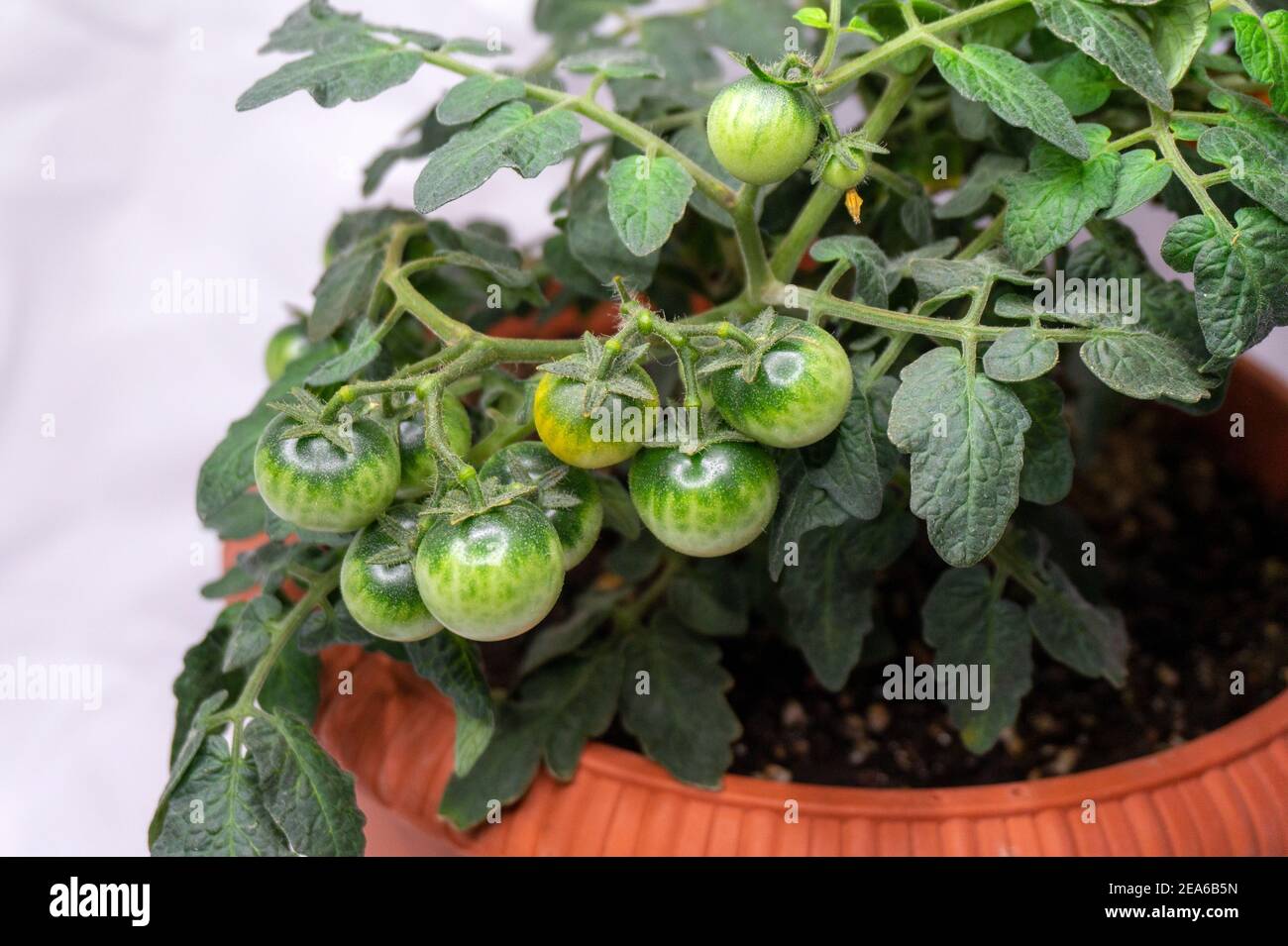 micro tomatoes for home cultivation in a pot on a light background Stock Photo