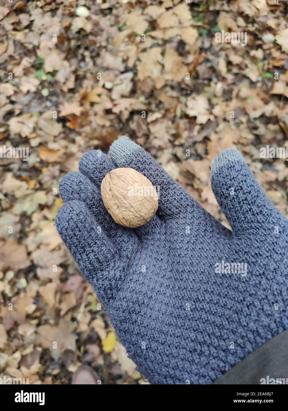 Woman with a handful of walnuts hires stock photography and images Alamy