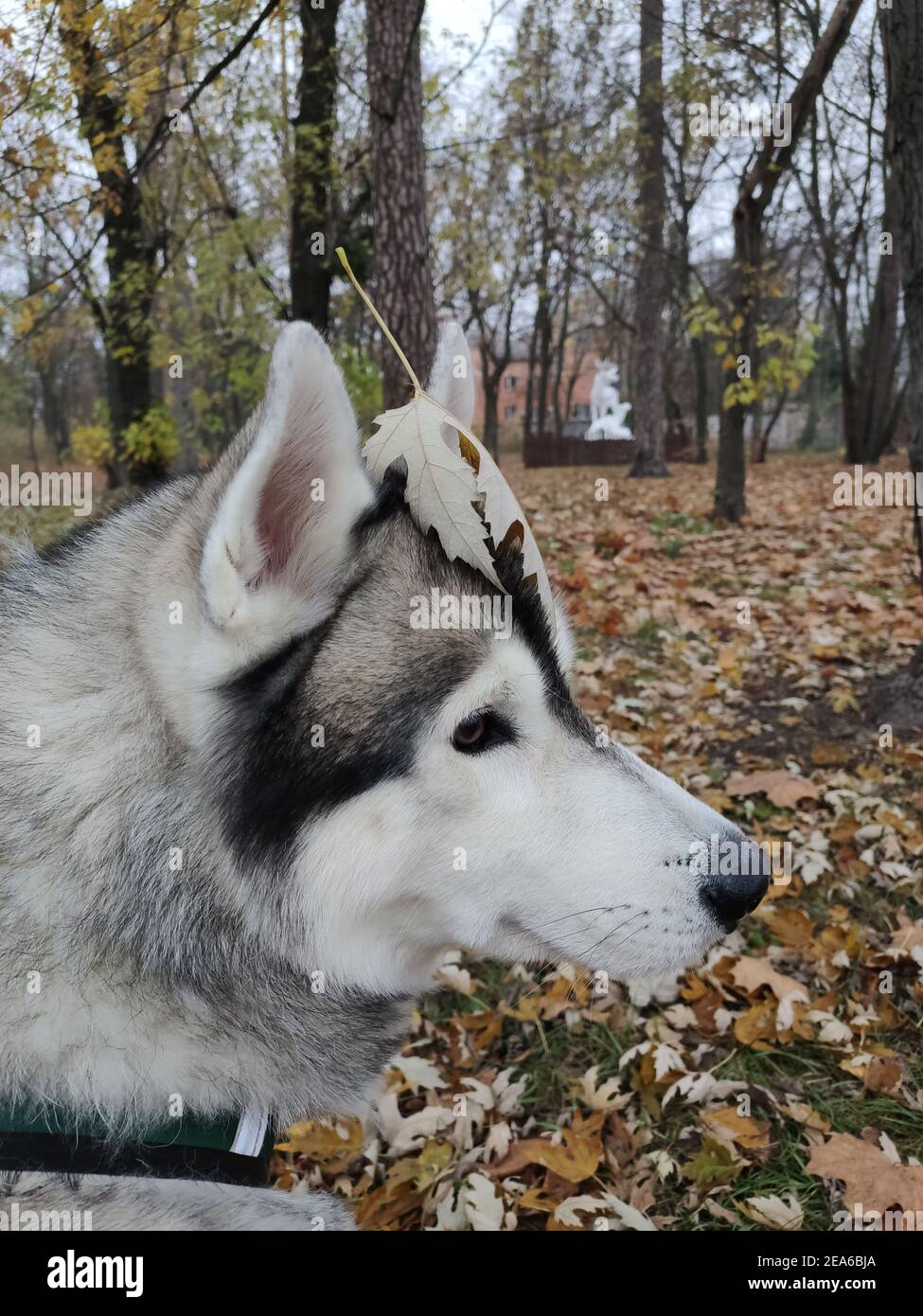 a Siberian husky dog in a beautiful autumn forest with a leash harness ...