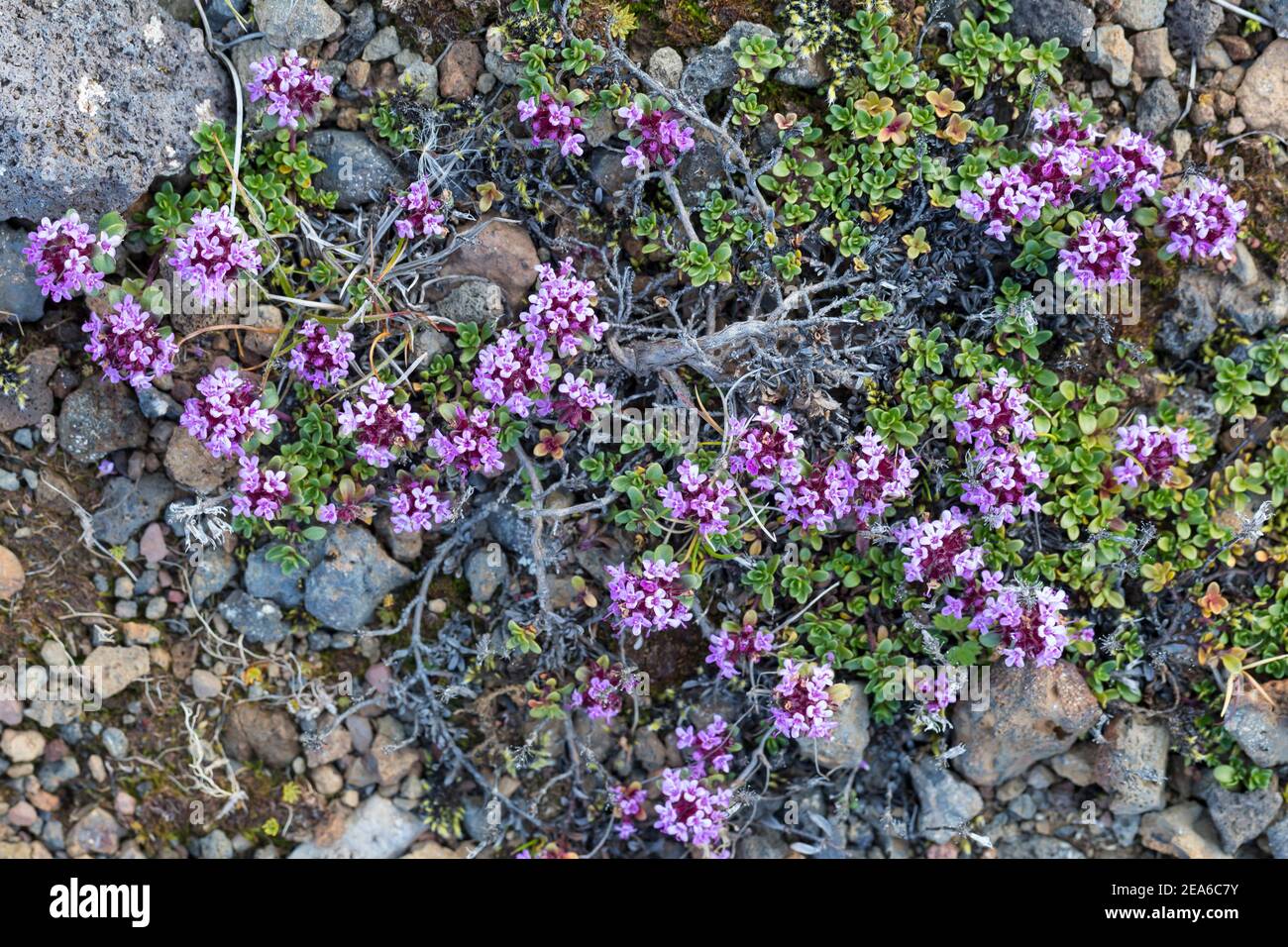 Frühblühender Thymian, Thymian, Thymus praecox, Thymus praecox subsp