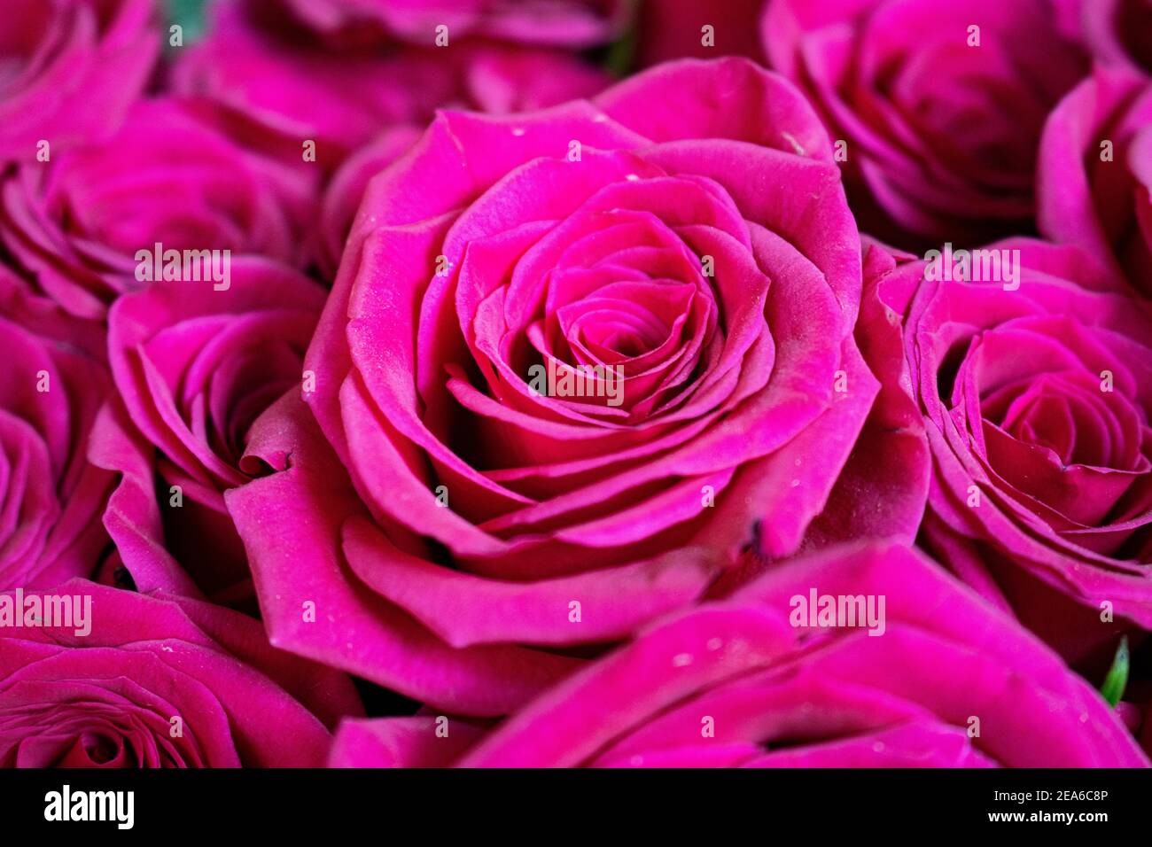 Pink Kenyan Roses Only roses hi-res stock photography and images - Alamy