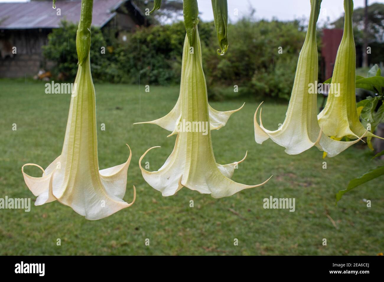 White angels trumpets or trumpet flowers hanging in the garden 2 Stock Photo