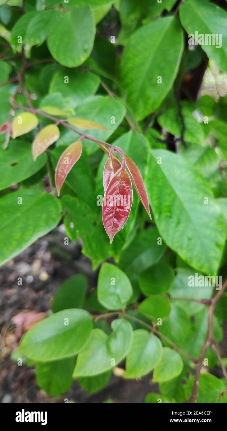 Selective focus image, he picture of star fruit's tree Stock Photo