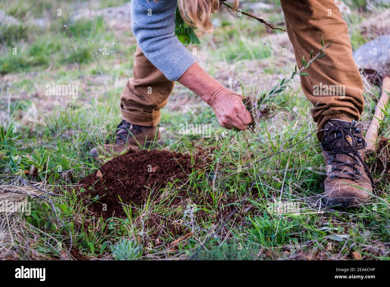 Woman gardener digging soil, Organic farm, Island of Iz, Zadar ...