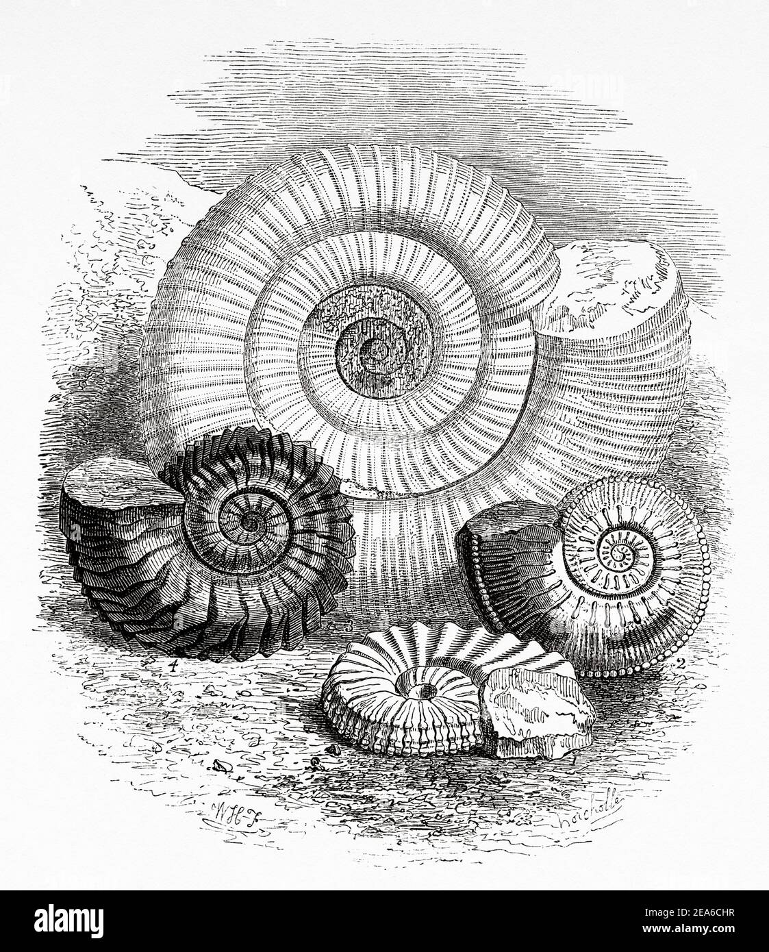 Old Nineteenth century illustration. Ammonite Rhotomagensis. Ammonite Gulielmi. Ammonite Giganteus. Ammonite Vertebralis. Old 19th century engraved illustration from El Mundo Ilustrado 1879 Stock Photo