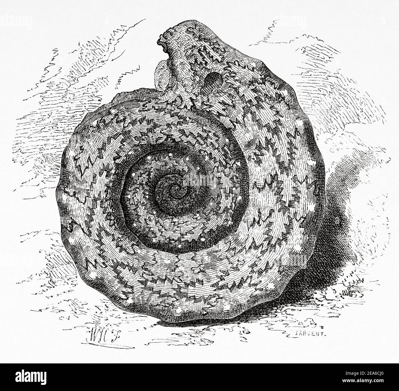 Old Nineteenth century illustration. Ammonite Catena. Old 19th century engraved illustration from El Mundo Ilustrado 1879 Stock Photo