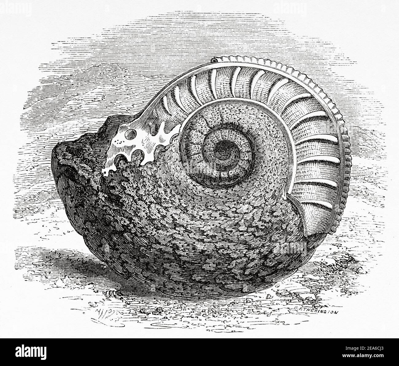 Old Nineteenth century illustration. Ammonites Serratus. Old 19th century engraved illustration from El Mundo Ilustrado 1879 Stock Photo