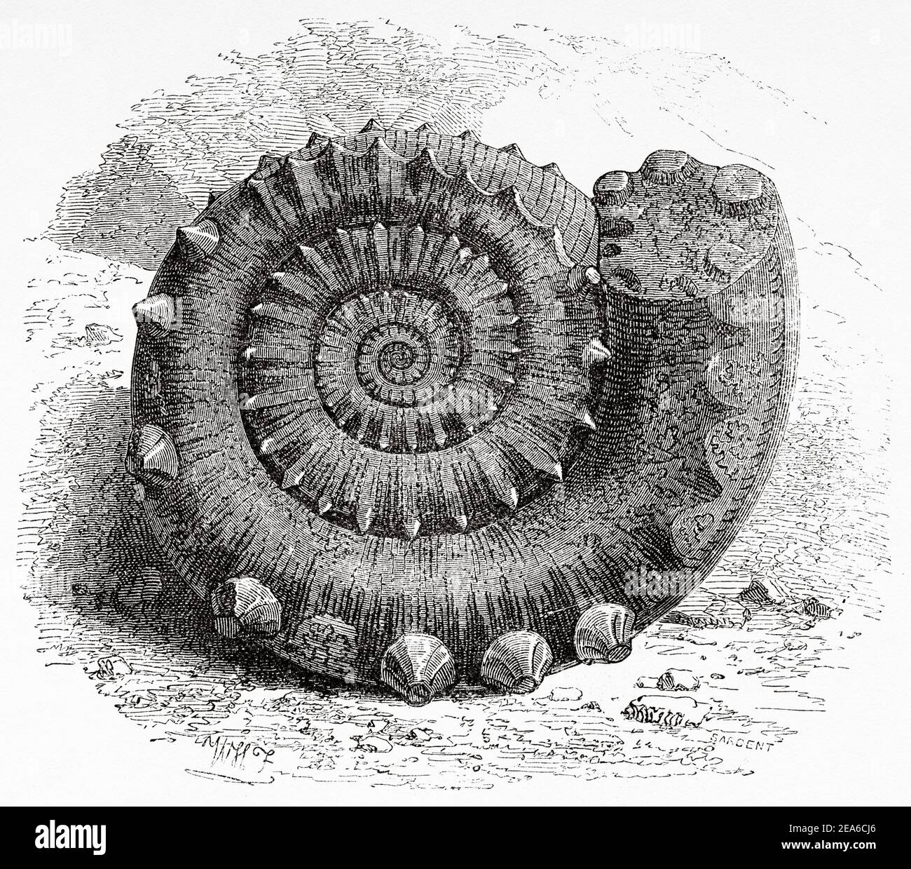 Old Nineteenth century illustration. Ammonite Armatus. Old 19th century engraved illustration from El Mundo Ilustrado 1879 Stock Photo