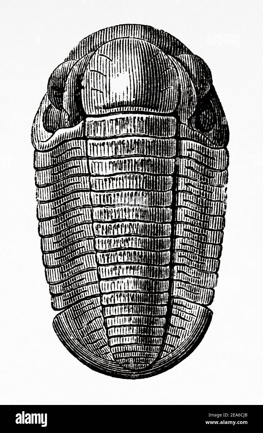 Old Nineteenth century illustration. Trilobite Calimens Binmenbachii. Old 19th century engraved illustration from El Mundo Ilustrado 1879 Stock Photo