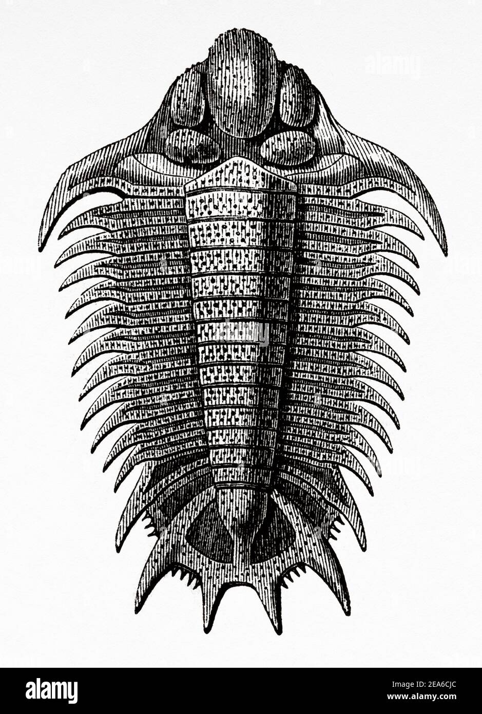 Old Nineteenth century illustration. Trilobite Fossil. Old 19th century engraved illustration from El Mundo Ilustrado 1879 Stock Photo