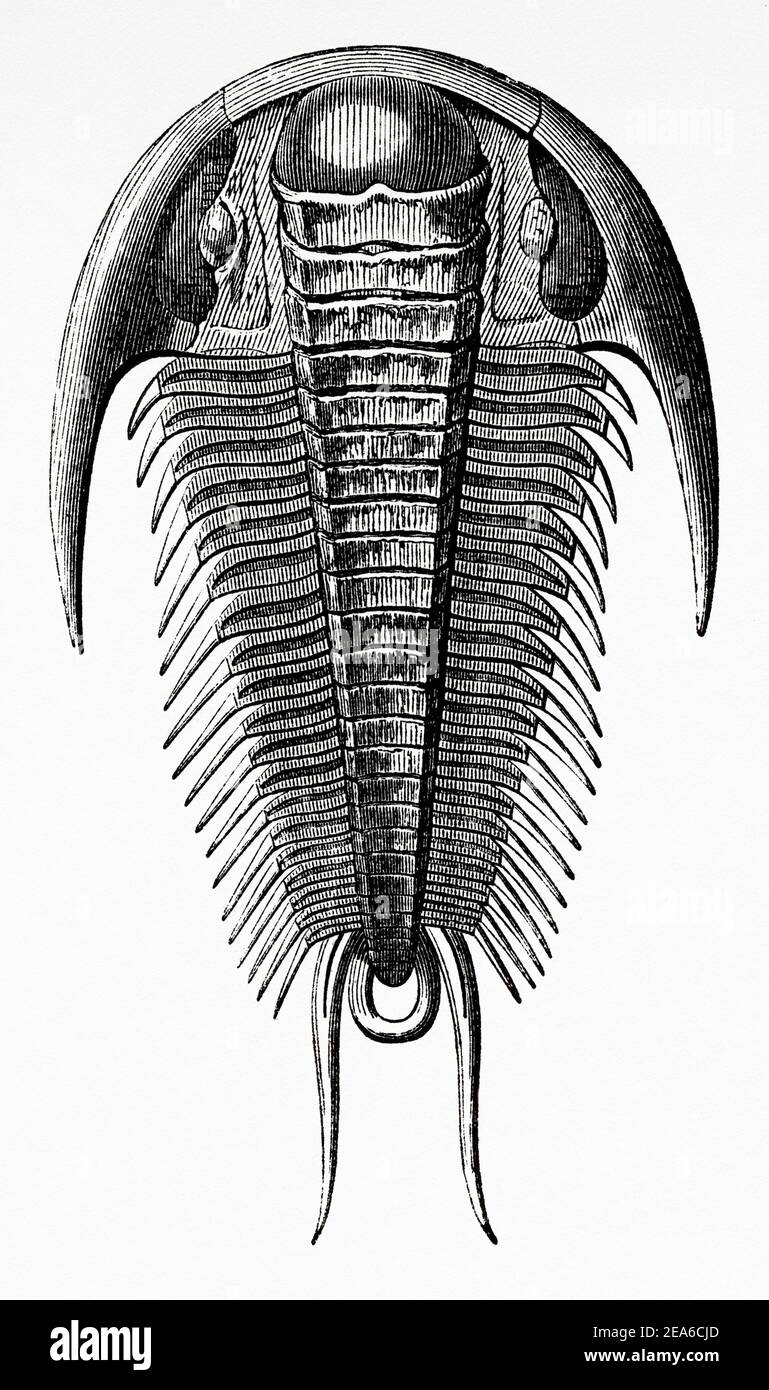 Old Nineteenth century illustration. Trilobite Fossil paradoxidos. Old 19th century engraved illustration from El Mundo Ilustrado 1879 Stock Photo