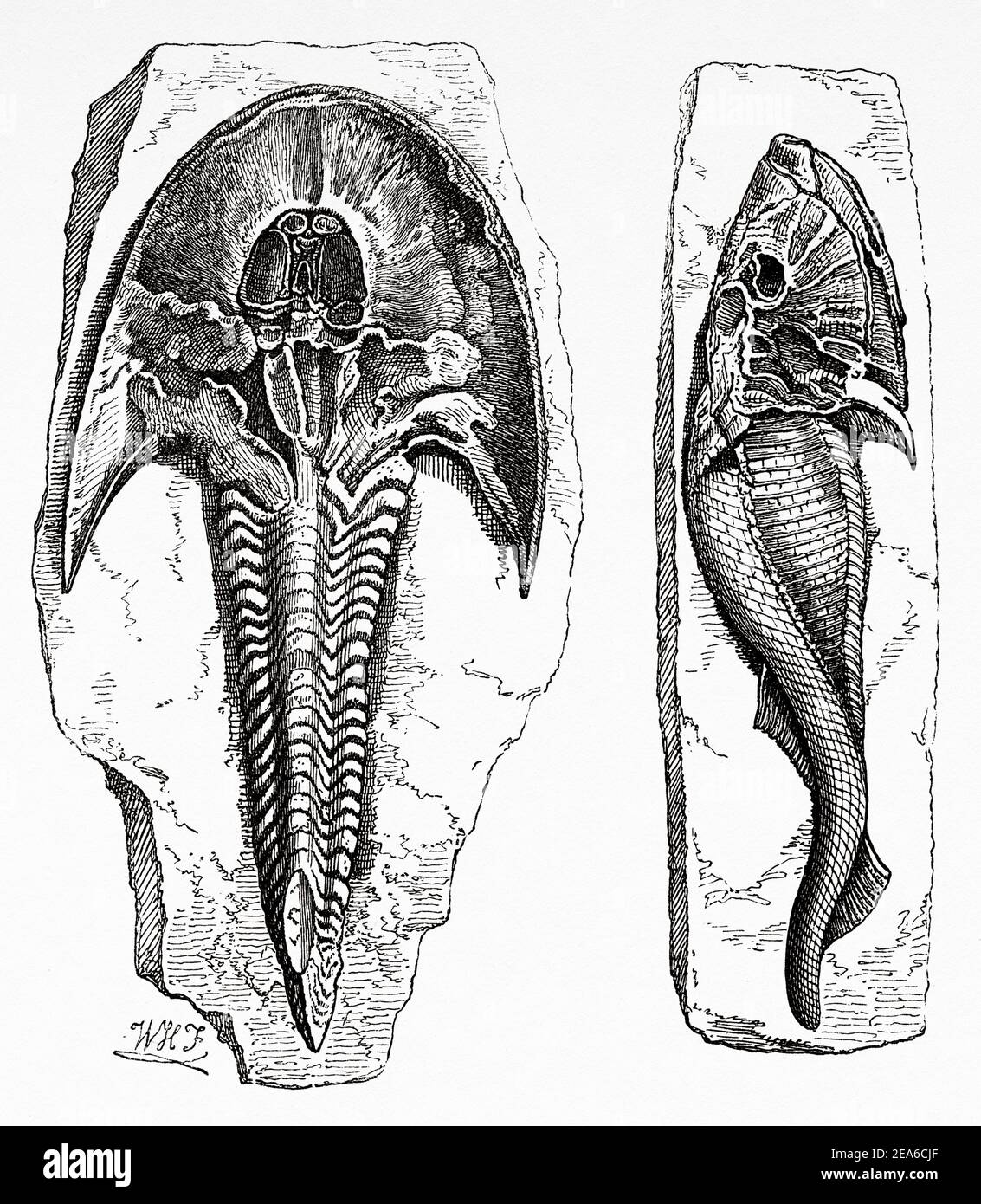 Old Nineteenth century illustration. Cephalaspis, an extinct genus of agnate fish of the class Osteostraci, were protected by armor. They were detritivore fish from the Devonian period in Western Europe. Old 19th century engraved illustration from El Mundo Ilustrado 1879 Stock Photo