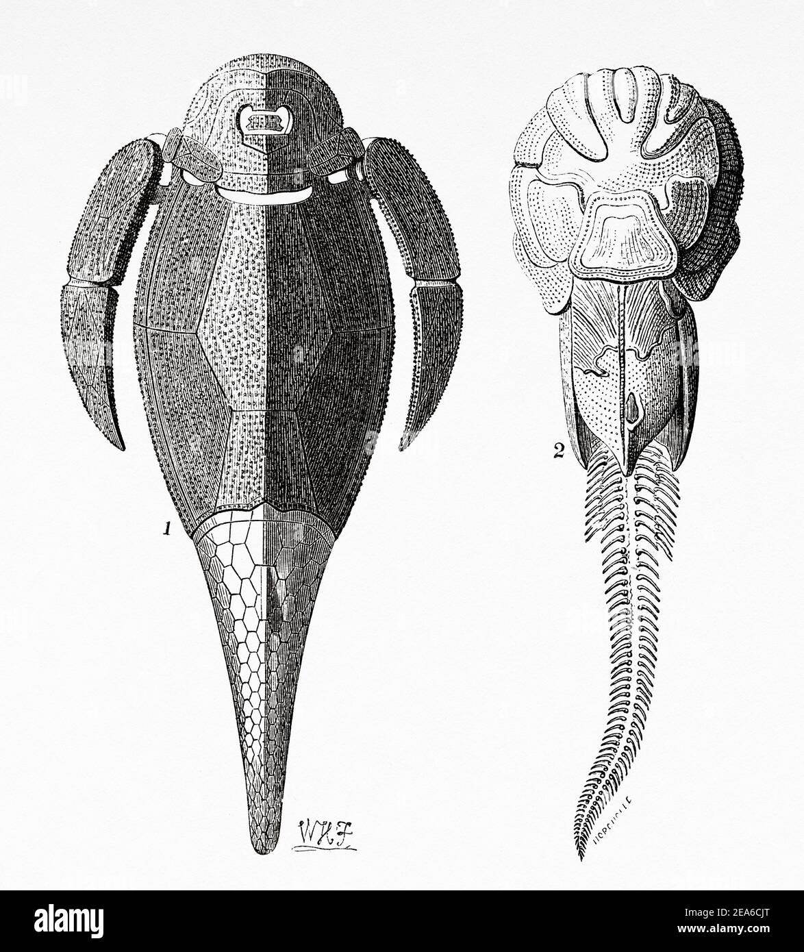 Old Nineteenth century illustration. 1 Pterichthyodes, genus of antiarch placoderm fish from the Devonian period. 2 Coccosteus, extinct genus of Devonian arthrodylar placoderm fish. Old 19th century engraved illustration from El Mundo Ilustrado 1879 Stock Photo