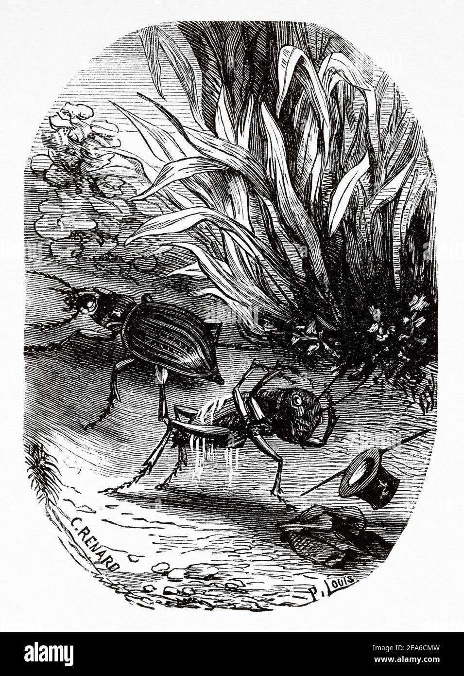 Old illustration from the nineteenth century of Adventures of a cricket by Ernest Charles Auguste Candèze (1827-1898) Belgian doctor and entomologist. Old 19th century engraved illustration from El Mundo Ilustrado 1879 Stock Photo