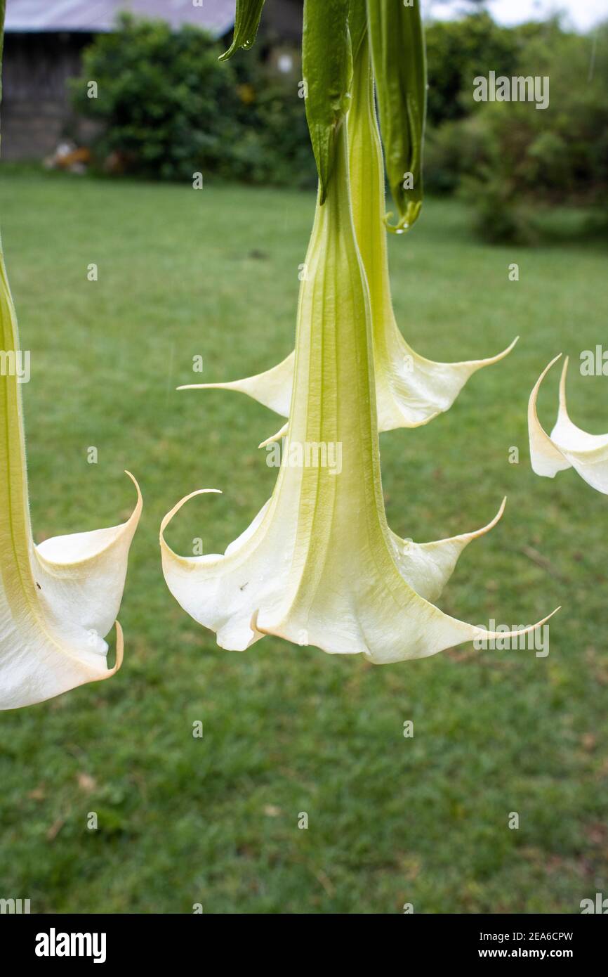 White angels trumpets or trumpet flowers hanging in the garden Stock
