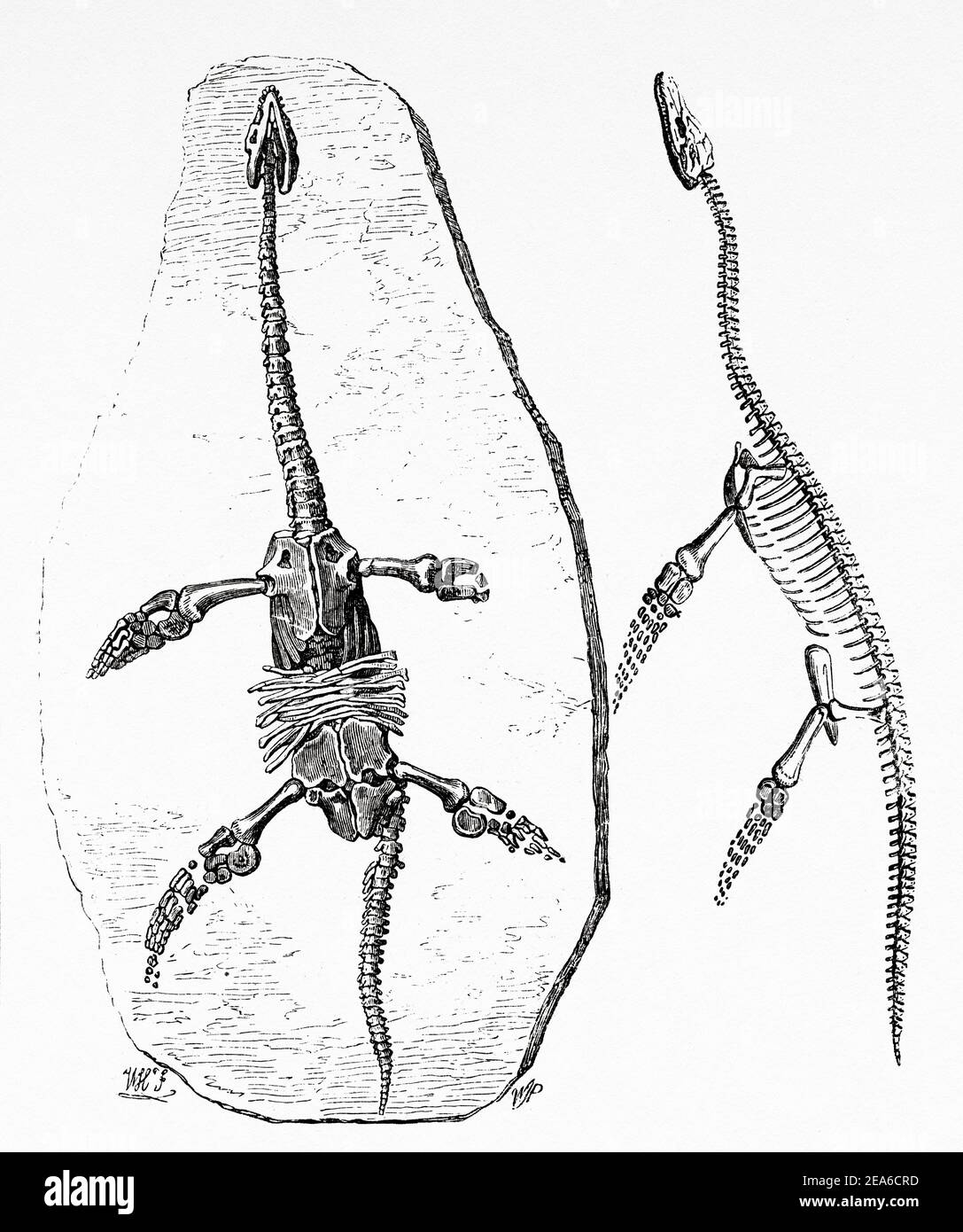 Old Nineteenth century illustration. Plesiosaurus dolichodeirus. Skeleton of a Plesiosaurus a genus of extinct large marine sauropterygian reptile. Old 19th century engraved illustration from El Mundo Ilustrado 1879 Stock Photo