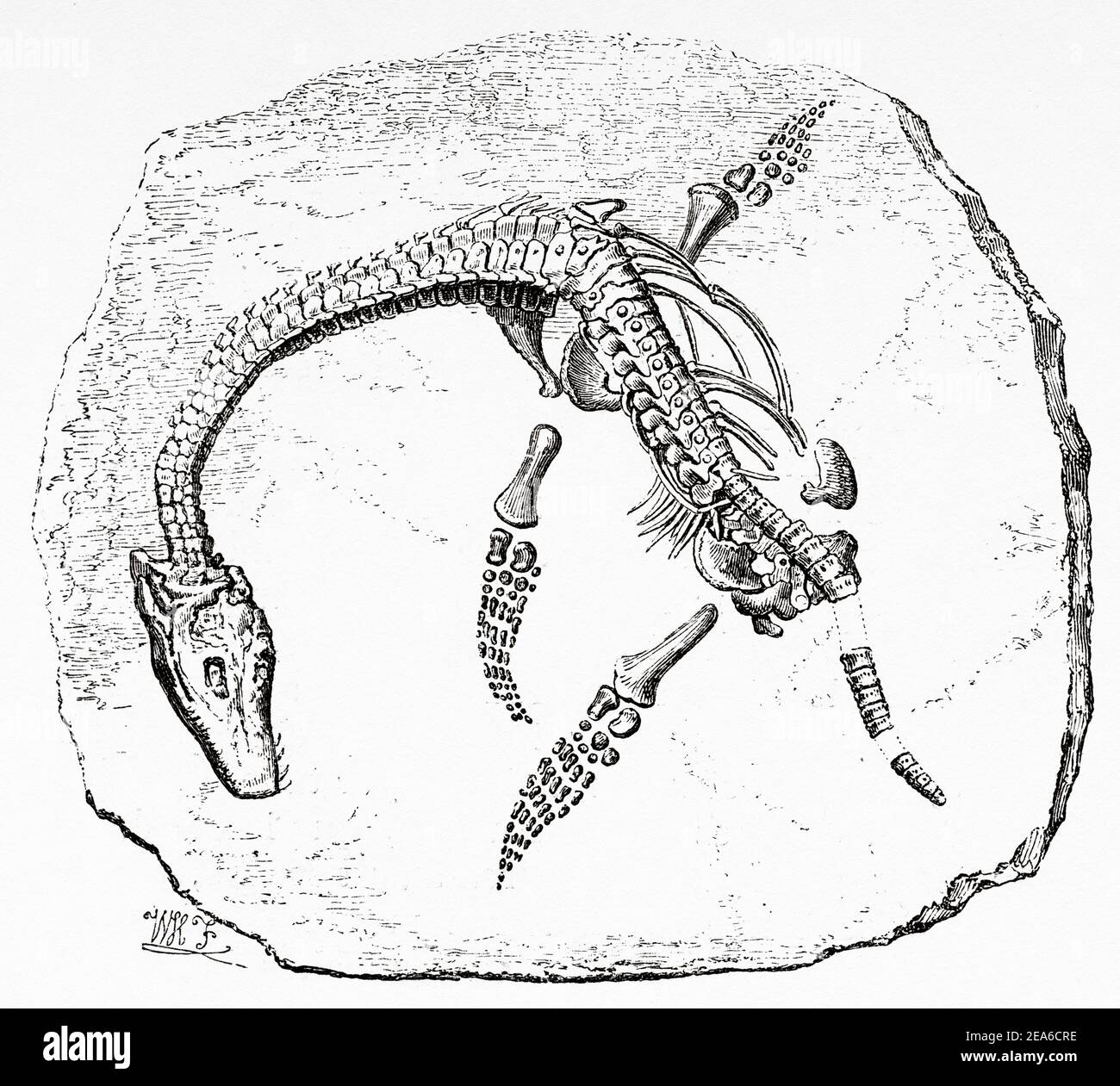 Old Nineteenth century illustration. Skeleton of a Plesiosaurus macrocephalus. Old 19th century engraved illustration from El Mundo Ilustrado 1879 Stock Photo