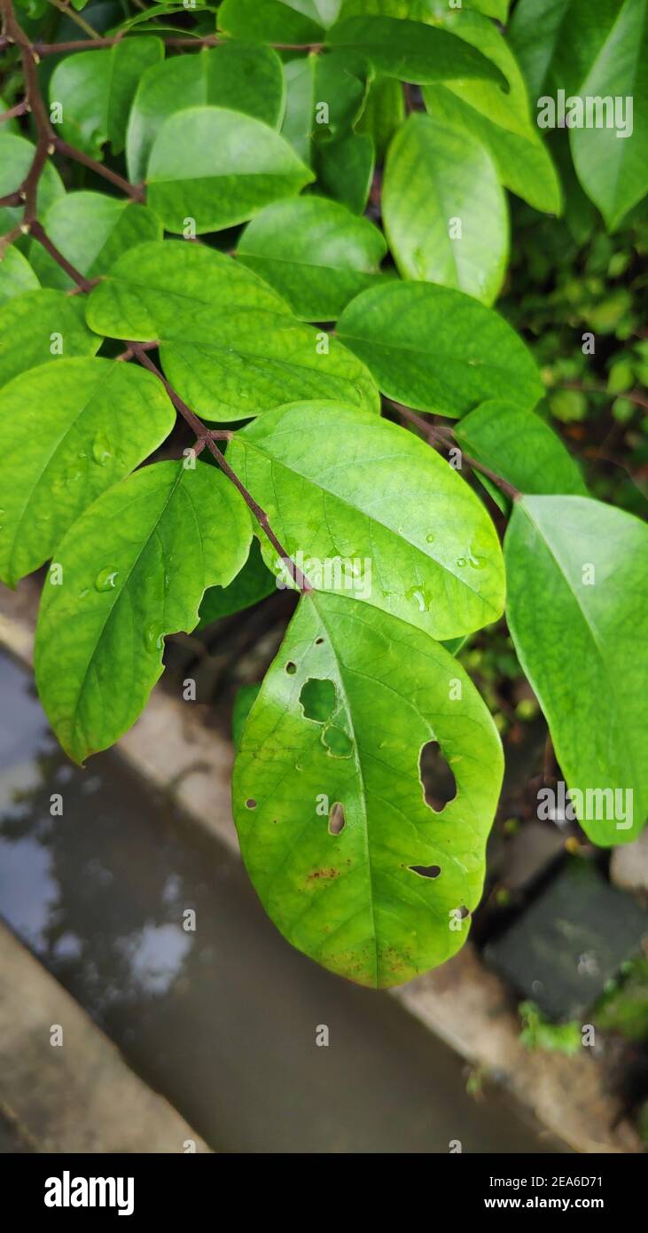 Selective focus image, he picture of star fruit's tree Stock Photo