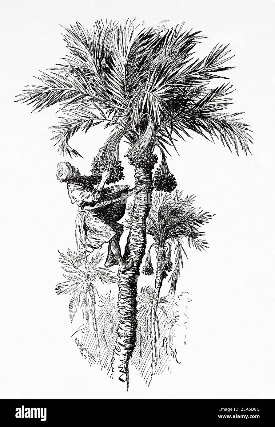 Man harvesting dates on palm trees. Ancient Egypt History. Old 19th century engraved illustration from El Mundo Ilustrado 1879 Stock Photo