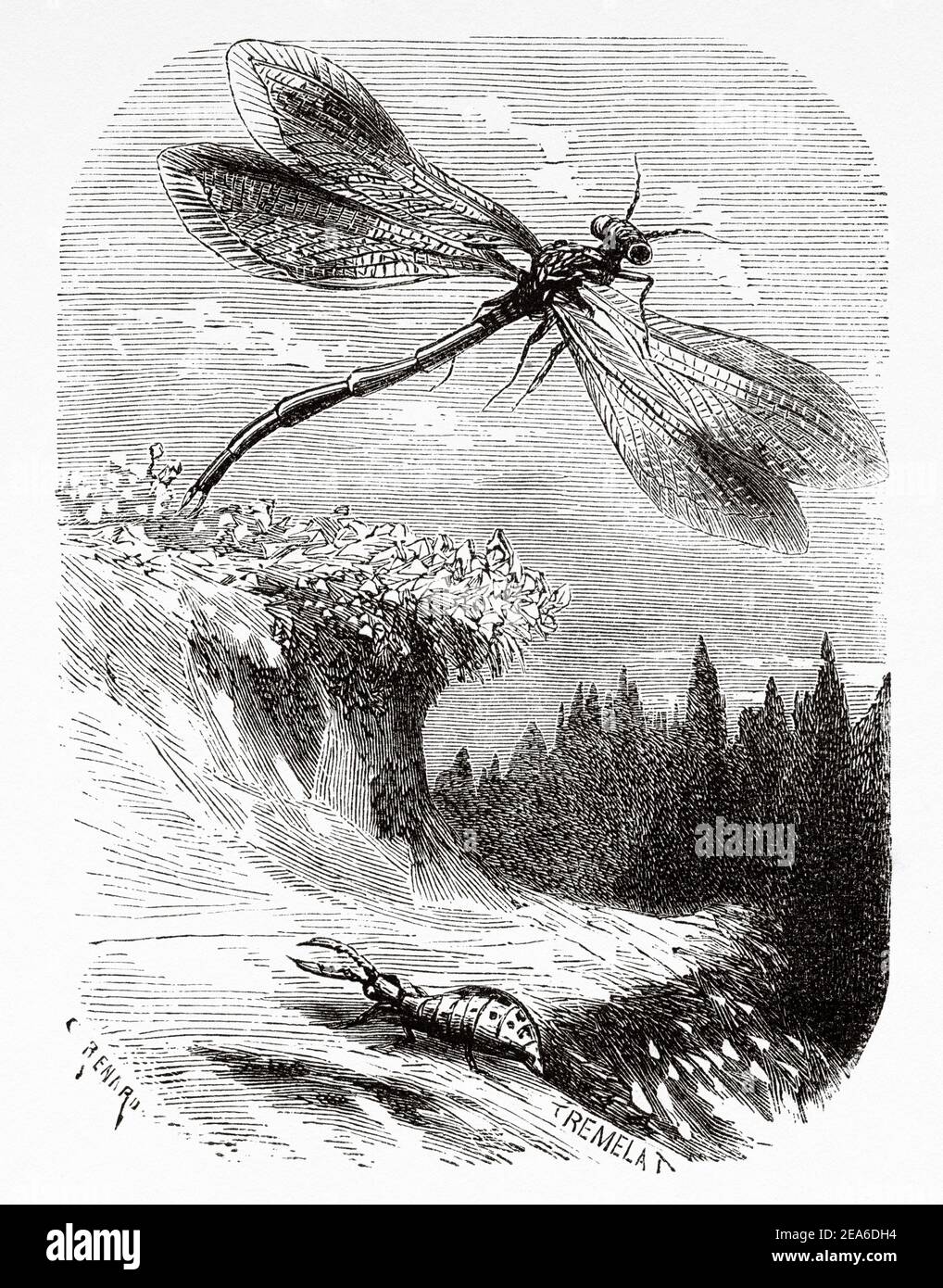 Old illustration from the nineteenth century of Adventures of a cricket by Ernest Charles Auguste Candèze (1827-1898) Belgian doctor and entomologist. Old 19th century engraved illustration from El Mundo Ilustrado 1879 Stock Photo