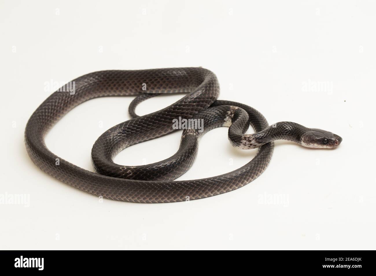 Lycophidion capense. поперечно-полосатый волкозуб. восточный динодон. волкозуб змея. Lycodon aulicus.