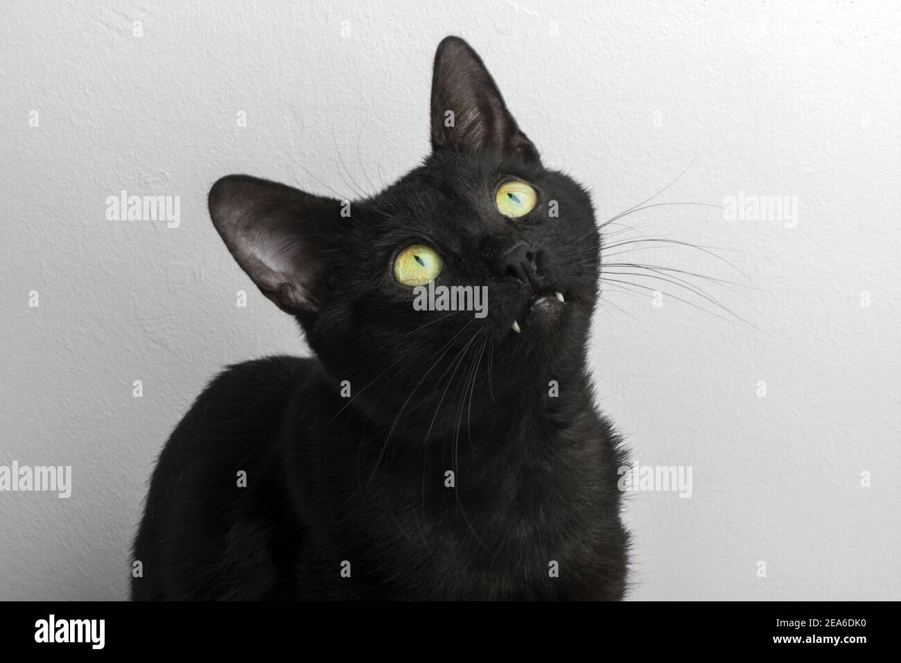 Black color cat, gri background Stock Photo Alamy