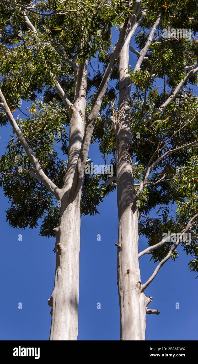 Looking up at two Flooded Gum trees (eucalyptus grandis) symmetrical against a sunny blue sky in Australian sub-tropical rainforest (Queensland). Stock Photo