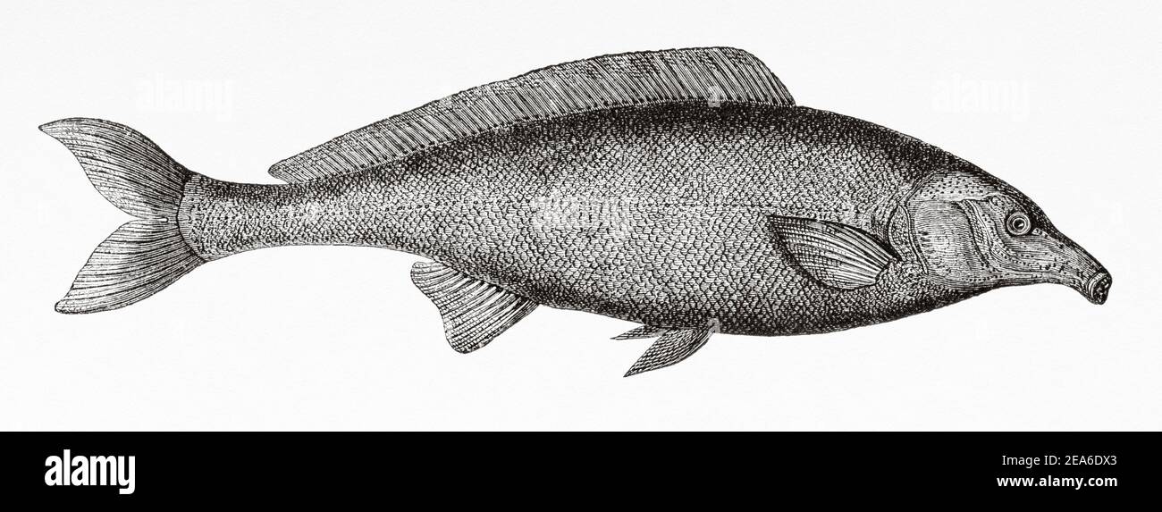 Gnathonemus petersii. A species of electric elephant fish in the Mormyridae family present in several watersheds in Africa, including the Nile River and lakes Victoria, Kyoga, Alberto, Eduardo and George. It is native to Burundi, Egypt, Ethiopia, Kenya, Rwanda, Sudan, Tanzania, and Uganda. Old 19th century engraved illustration from El Mundo Ilustrado 1879 Stock Photo