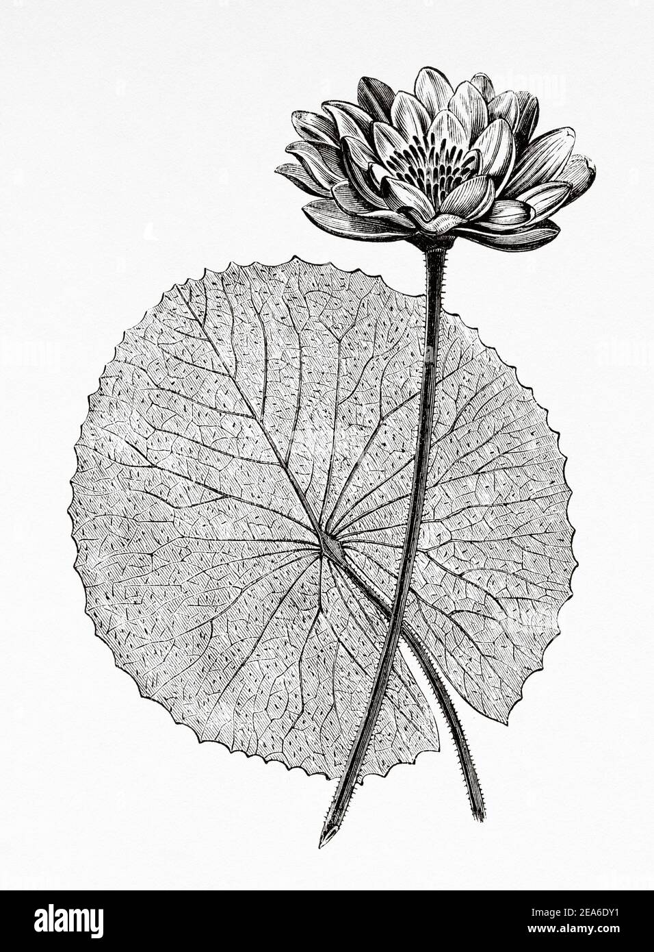 Lotus Flower. Nelumbo nucifera is called the sacred lotus or Indian lotus and the rose of the Nile. The longevity of its seeds is famous. Ancient Egypt History. Old 19th century engraved illustration from El Mundo Ilustrado 1879 Stock Photo