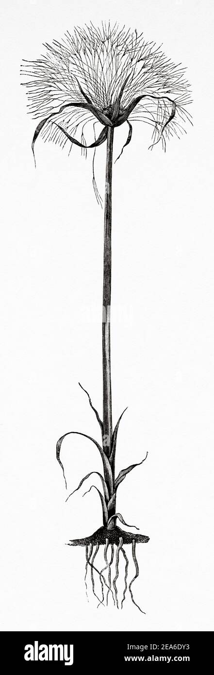Papyrus plant (Cyperus papyrus) Ancient Egypt History. Old 19th century engraved illustration from El Mundo Ilustrado 1879 Stock Photo