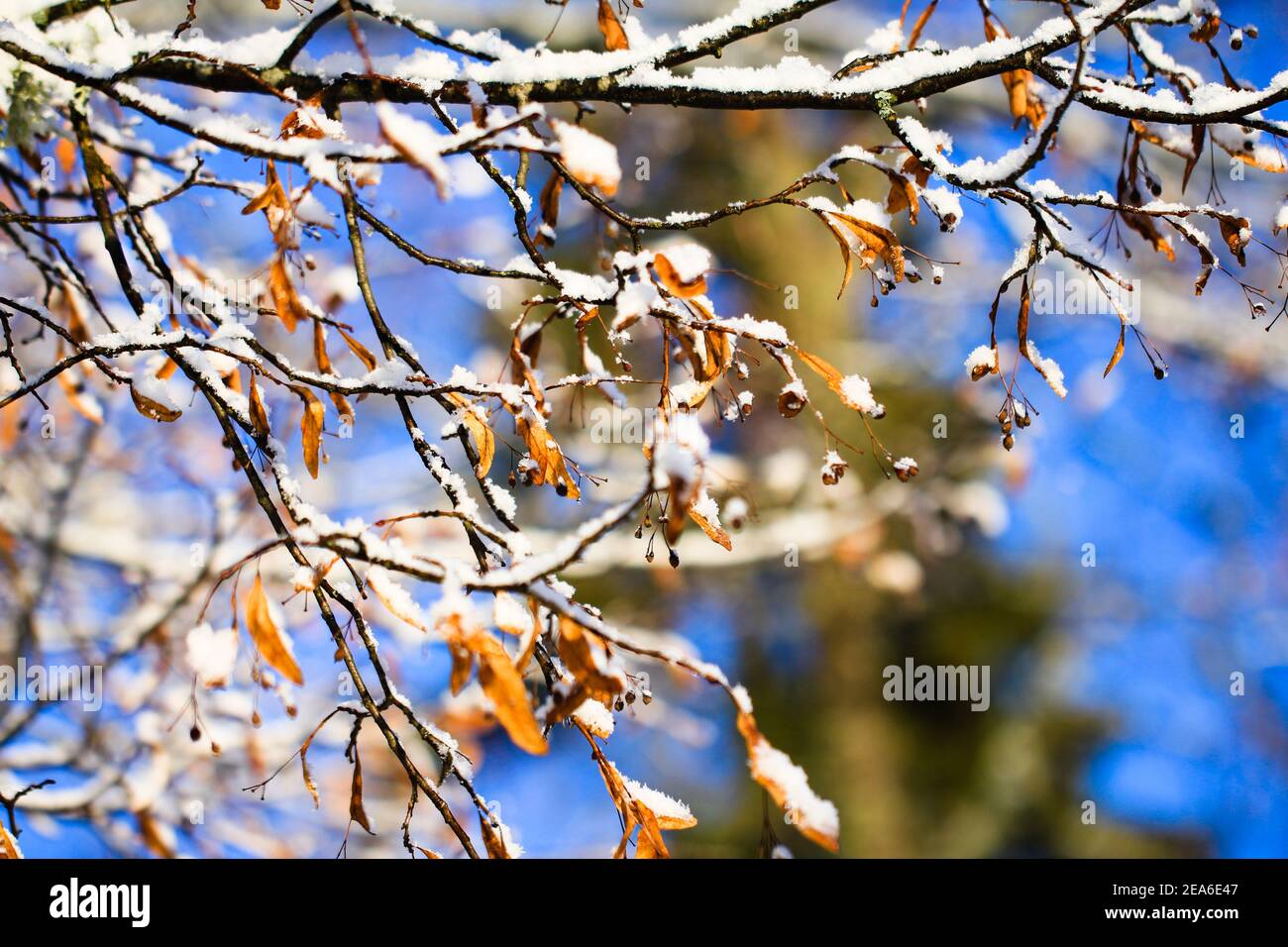 Linden, basswood, Tilia cordata branch with fruits on winter with snow Stock Photo