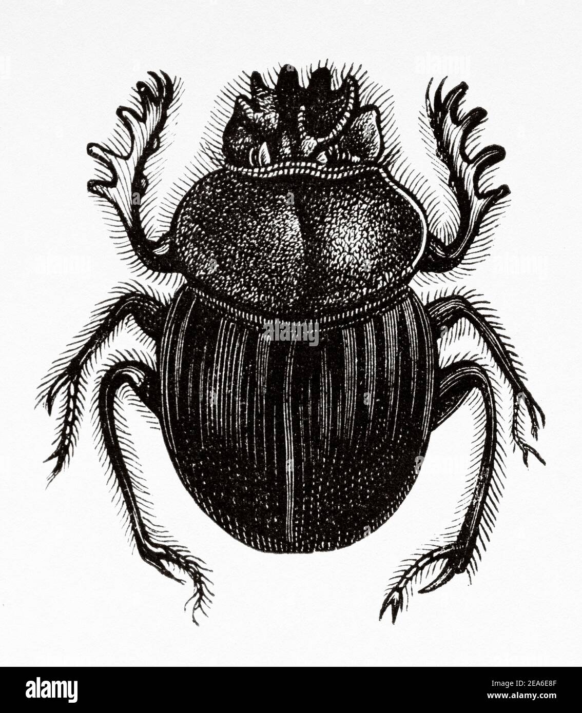 The sacred beetle (Scarabaeus sacerd) is a species of coleopteran insect of the Scarabaeidae family that inhabits the coastal dunes and swamps of the Mediterranean basin. Ancient Egypt History. Old 19th century engraved illustration from El Mundo Ilustrado 1879 Stock Photo