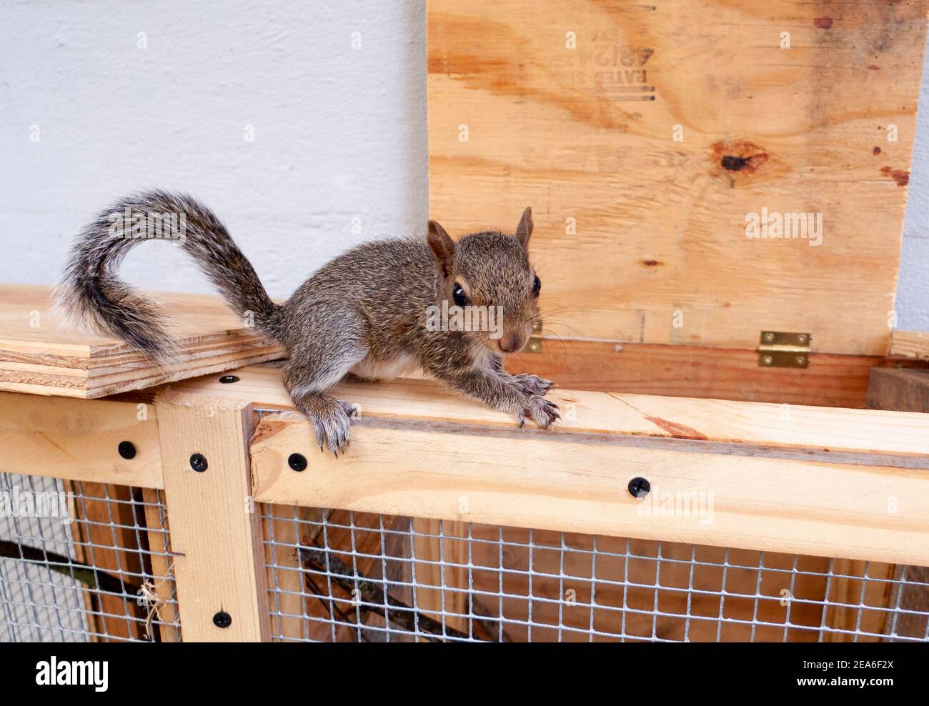 An eastern gray squirrel kit (Sciurus carolinensis), perched on a cage box, Springfield, Georgia  Kingdom: Animalia Phylum: Chordata Class: Mammalia O Stock Photo