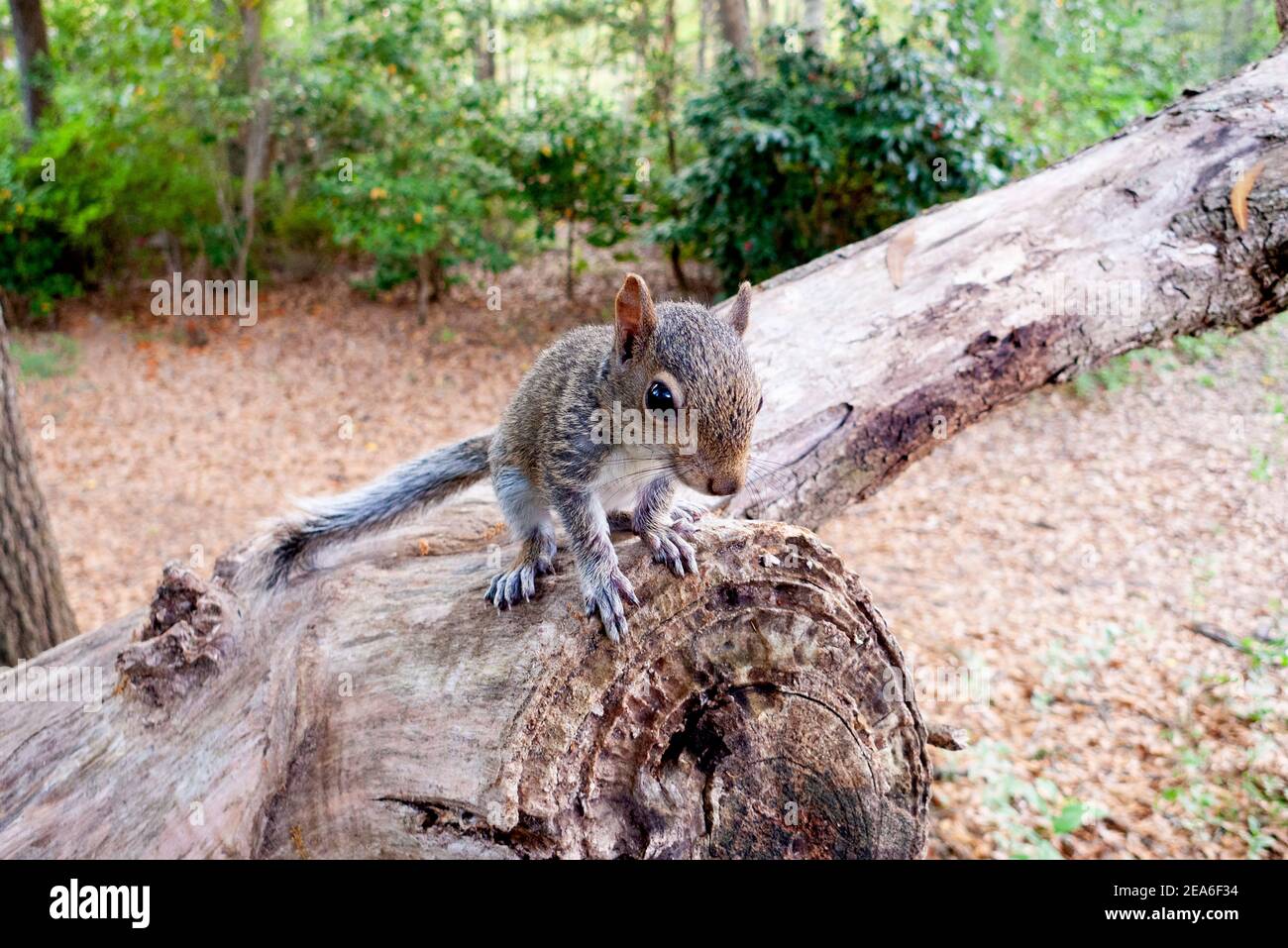 An eastern gray squirrel kit (Sciurus carolinensis), perched on a tree branch, Springfield, Georgia  Kingdom: Animalia Phylum: Chordata Class: Mammali Stock Photo