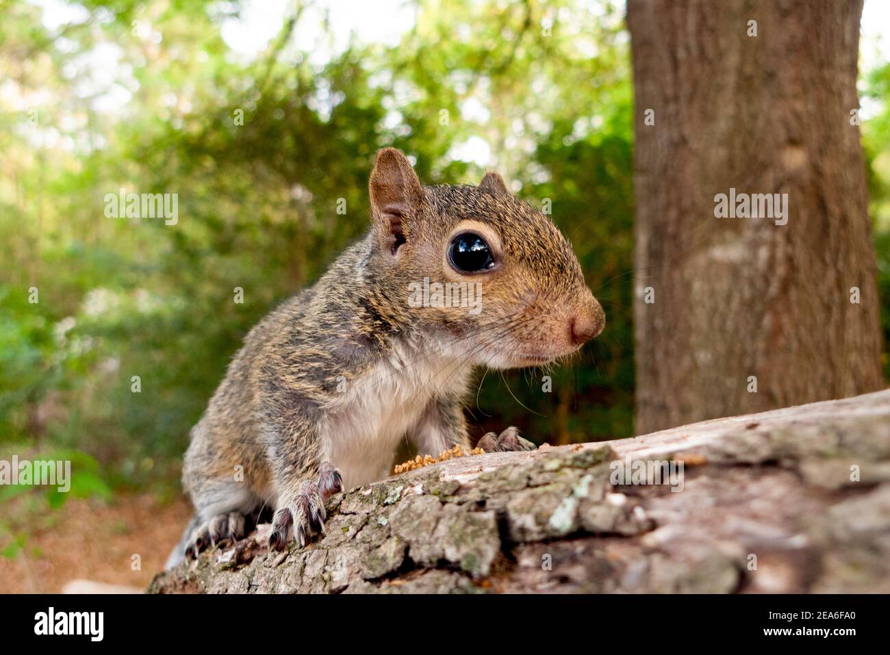 An eastern gray squirrel kit (Sciurus carolinensis), perched on a tree branch, Springfield, Georgia  Kingdom: Animalia Phylum: Chordata Class: Mammali Stock Photo