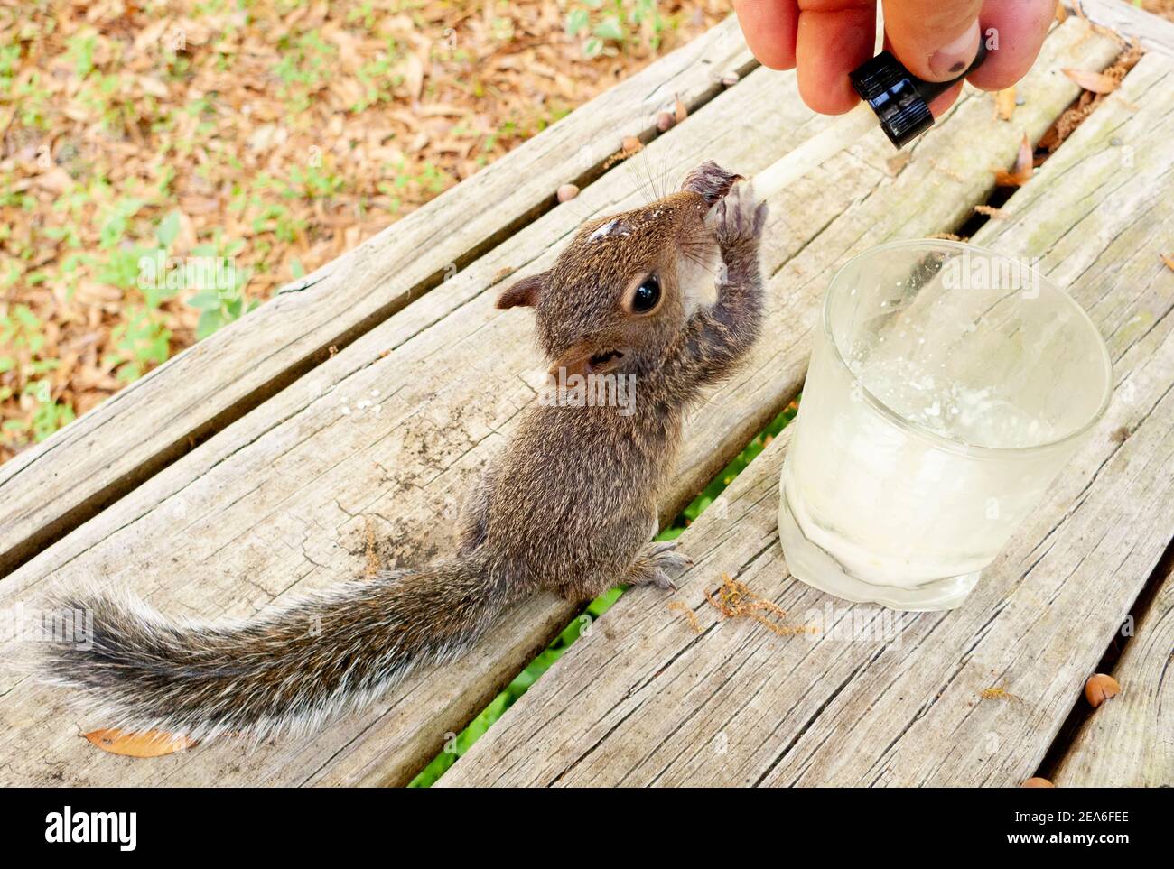 An orphaned eastern gray squirrel kit (Sciurus carolinensis), drinking