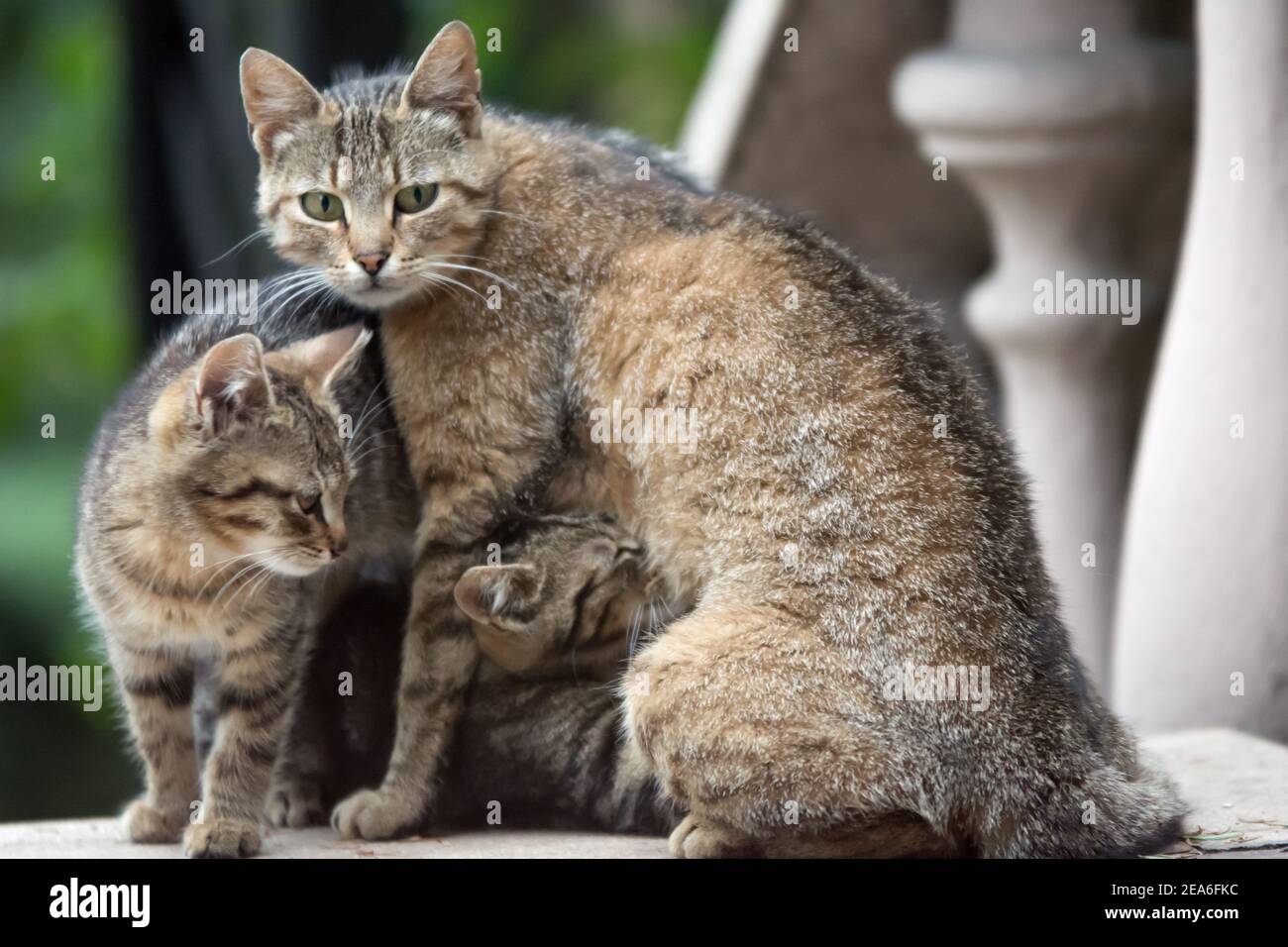 Cat mother breast feeding her kittens Stock Photo Alamy