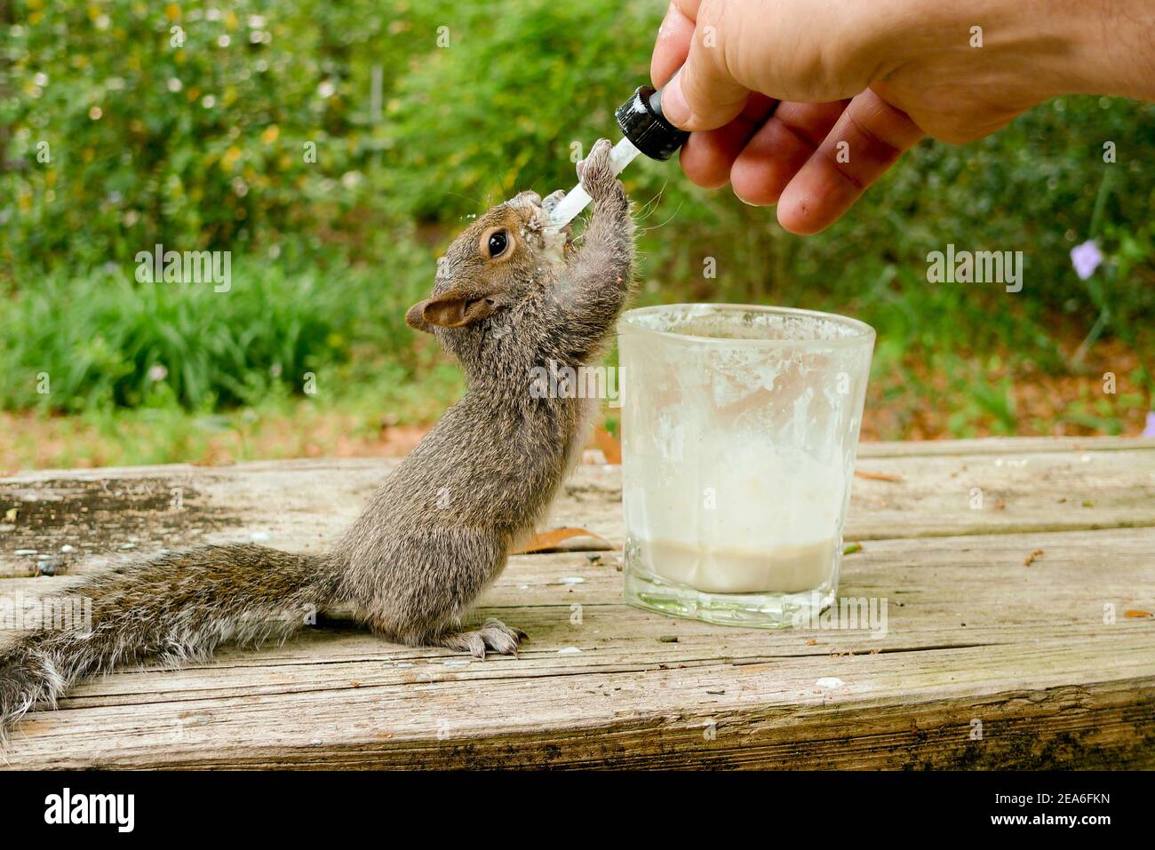 An orphaned eastern gray squirrel kit (Sciurus carolinensis), drinking milk baby formula from an eyedropper, Springfield, Georgia  Kingdom: Animalia P Stock Photo
