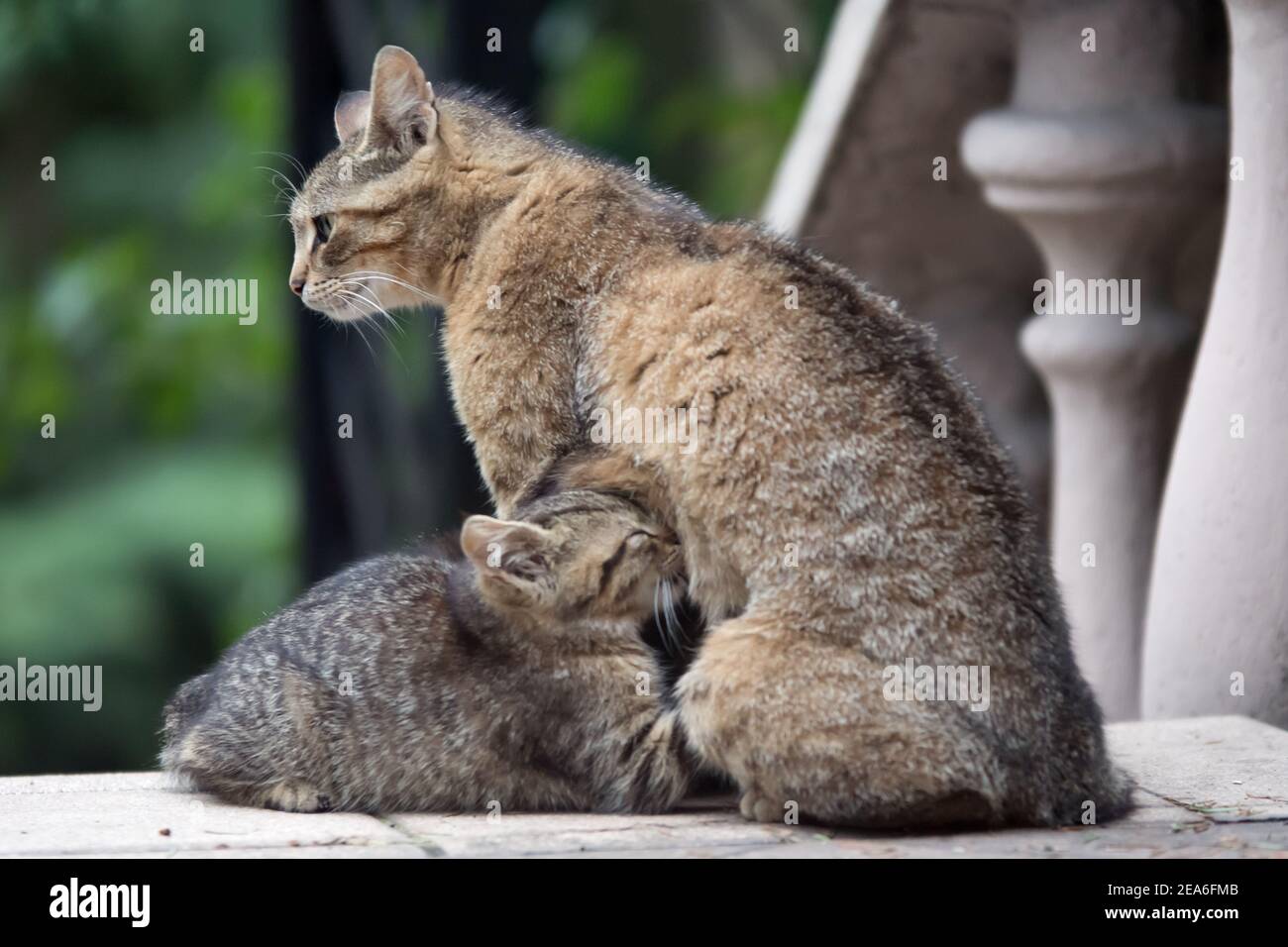 Cat mother breast feeding her kitten Stock Photo Alamy