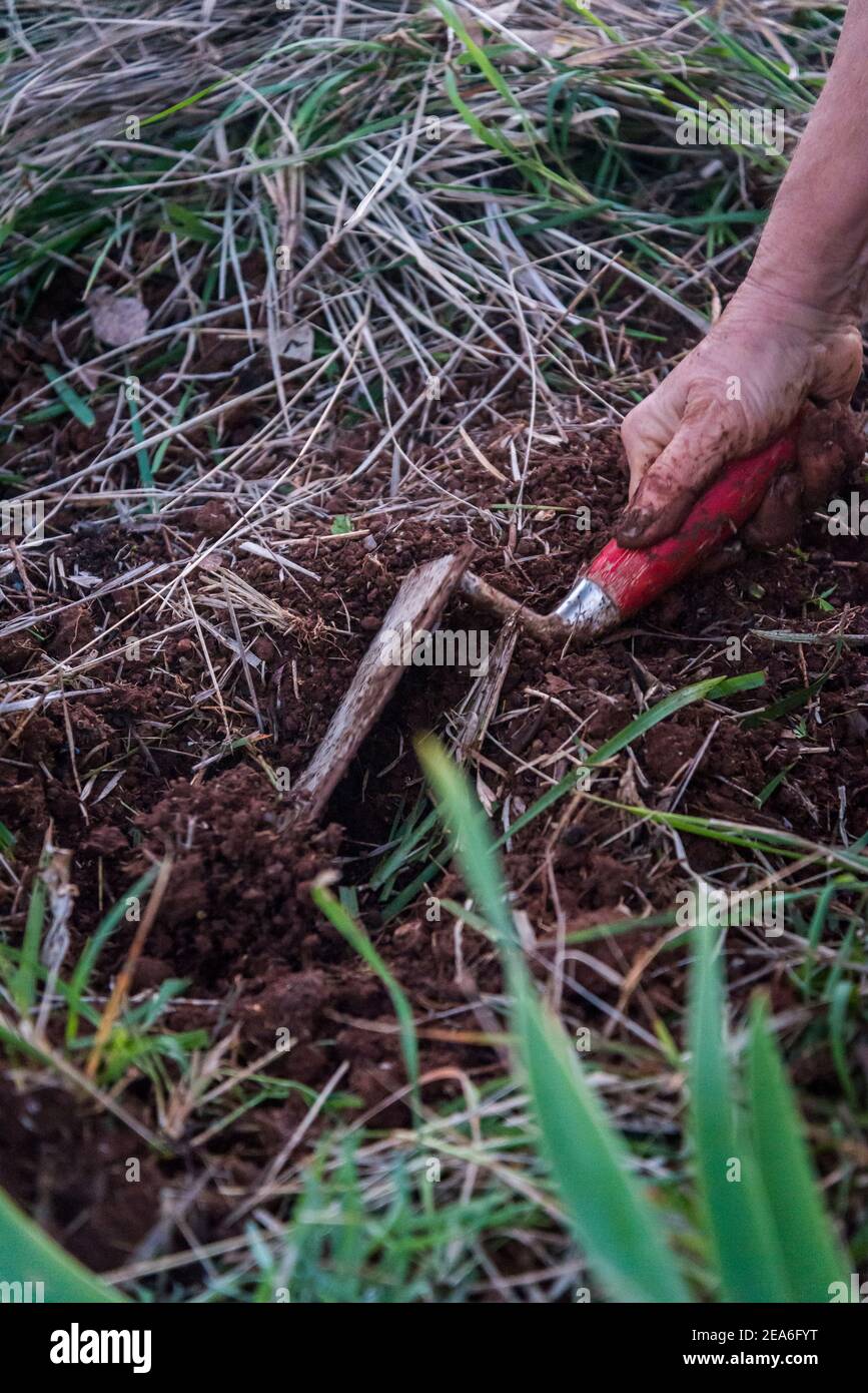Gardener planting soil enriching herbs, Organic farm, Island of Iz
