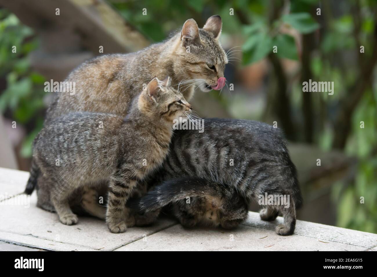 Cat mother breast feeding her kittens Stock Photo Alamy