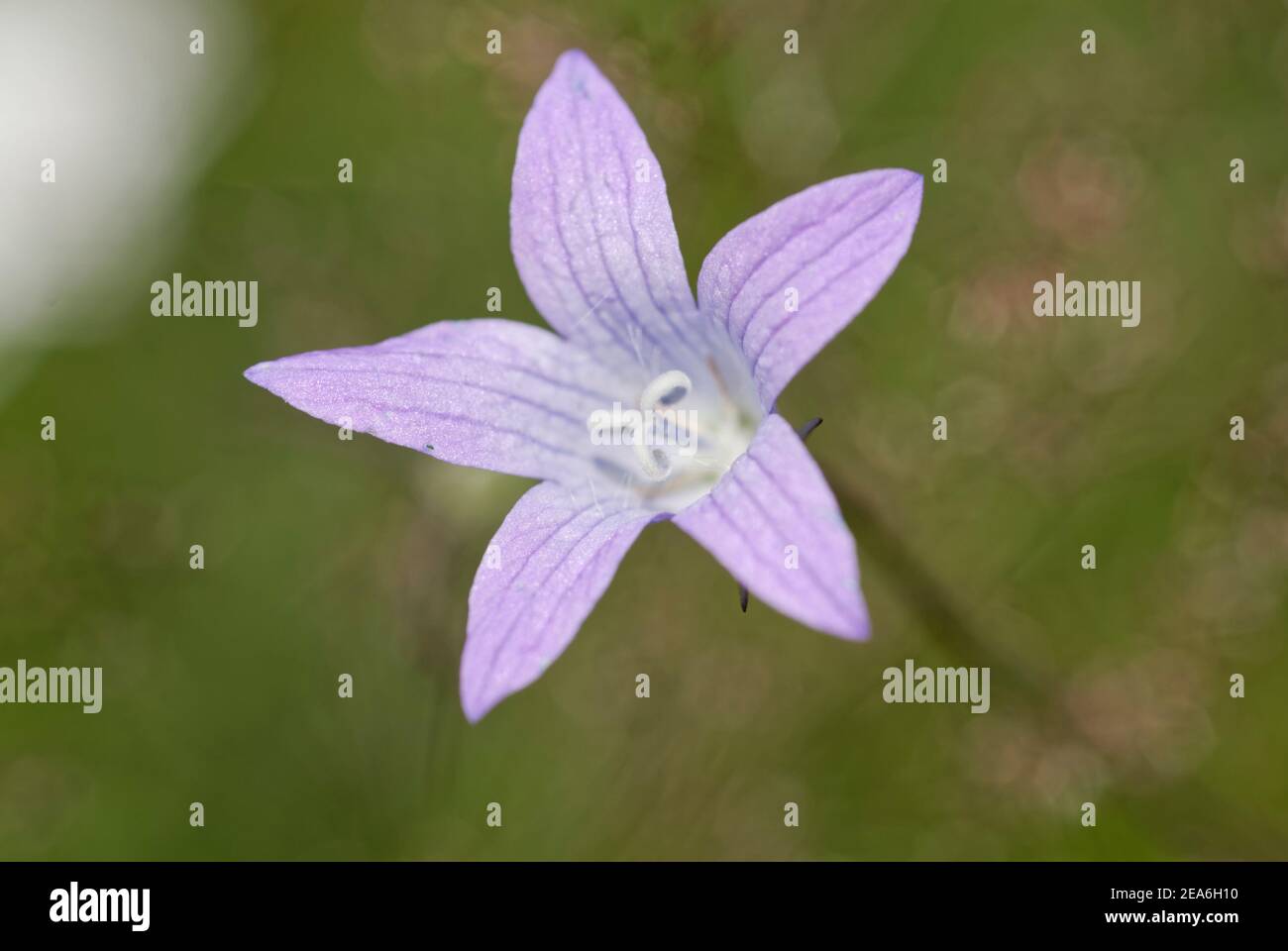 spreading bellflower [Campanula patula] Stock Photo