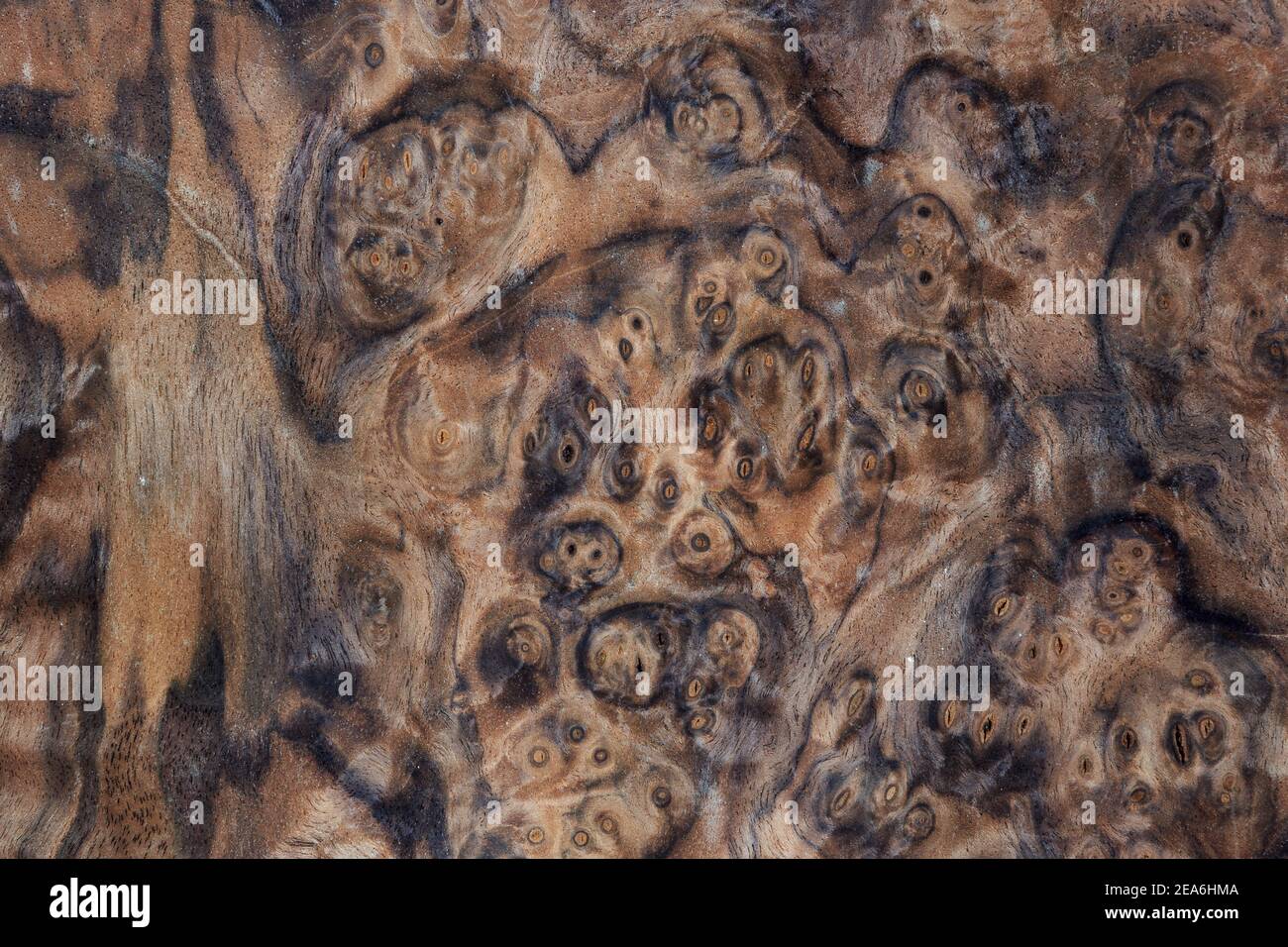 Dark burl wood texture background. High resolution image of exotic hardwood veneer grain burr. Stock Photo