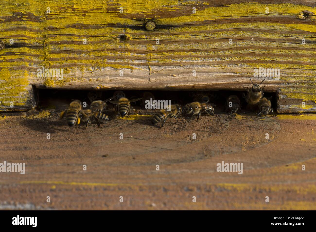 Rock bees swarm hi-res stock photography and images - Alamy