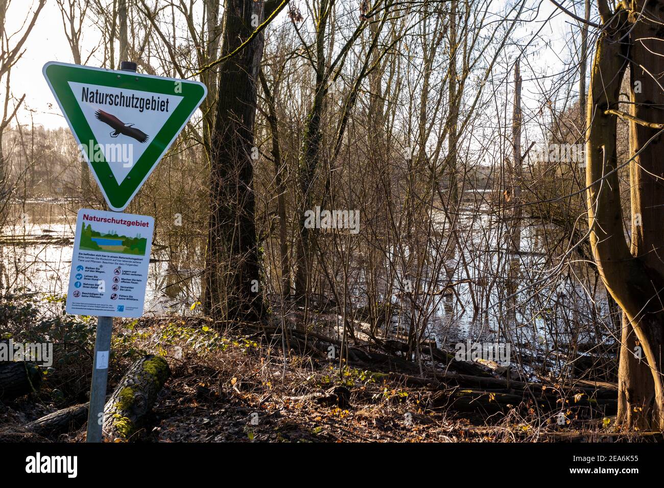 Flood of the Rhine in the Urdenbacher Kampe with its alluvial forests a untouched nature and landscape protection area in the south of Dusseldorf Stock Photo