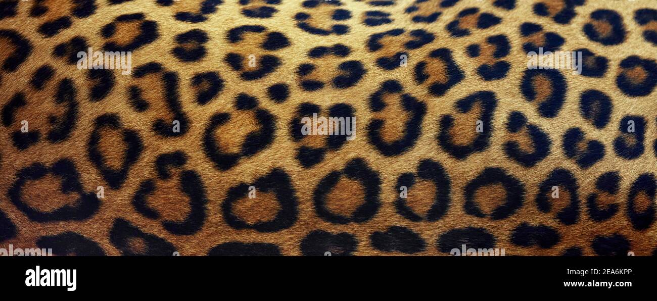 Beautiful texture of real leopard skin, Fur Close-up. natural background with Copy Space for Text. Stock Photo