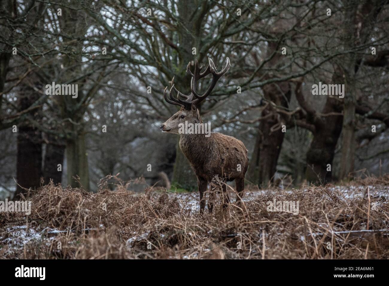 Red Stag Deer is nearly invisible amongst the trees during a bitterly cold winters day in Richmond Park as Storm Darcy blows across England sending te Stock Photo