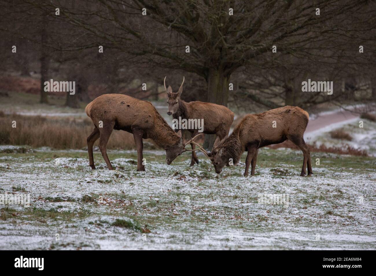 Red Stag Deer clash antlers between snow showers during a bitterly cold winters day in Richmond Park as Storm Darcy blows across England sending tempe Stock Photo