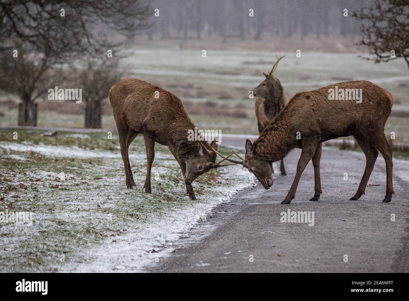 Red Stag Deer clash antlers between snow showers during a bitterly cold winters day in Richmond Park as Storm Darcy blows across England sending tempe Stock Photo