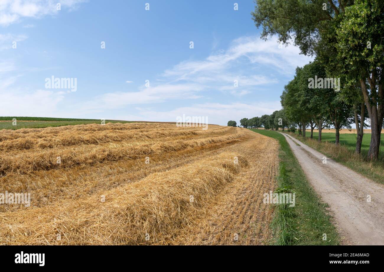 Harvested field with rows of straw next to an idyllic dirt road Stock Photo